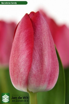 Барселона Канди