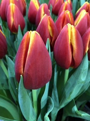 Бодибилдер /Body Builder/