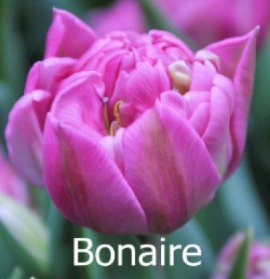 Бонейр Bonaire