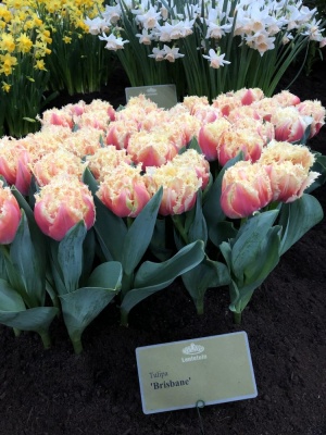 Брисбен 'Brisbane'