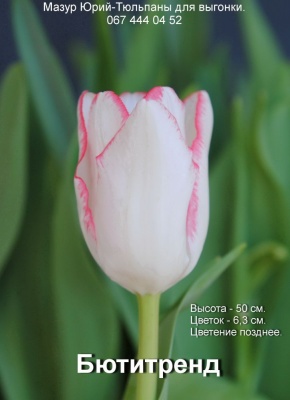 Бютитренд 'Beautytrend'