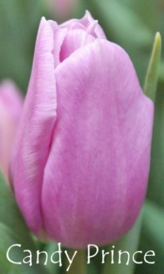 Кенди Принс Candy Prince