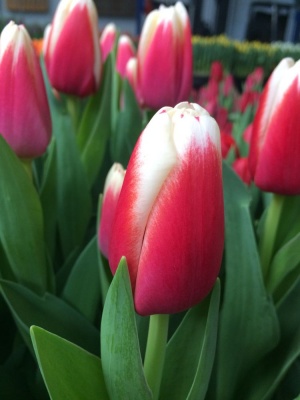 Чесмен /Chessman/