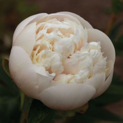 Colonel Owens Cousins