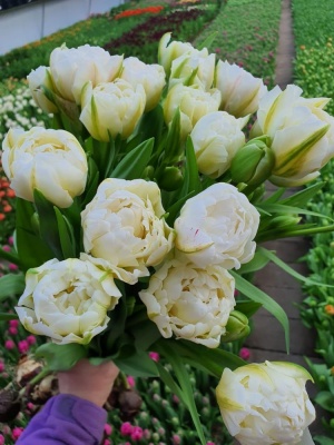 Котон Канди 'Cotton Candy'