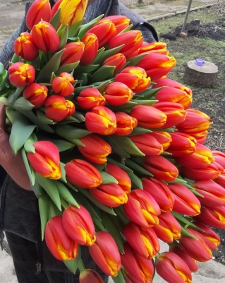 Каунтдаун 'Countdown'