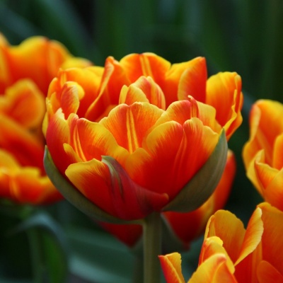 Кроссфайр 'Crossfire'