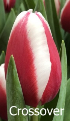 Кроссовер Crossover