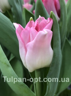 Кроун оф Династи