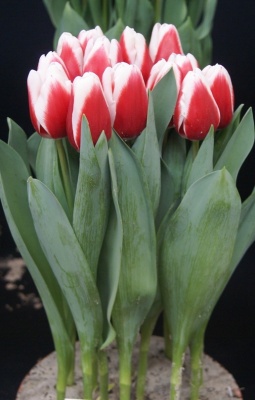 Де Дайк 'De Dijk'