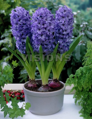 Гіацинт Дельф Блю