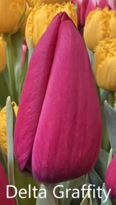 Дельта Графитти Delta Graffity