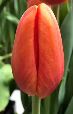 Дельта Шторм