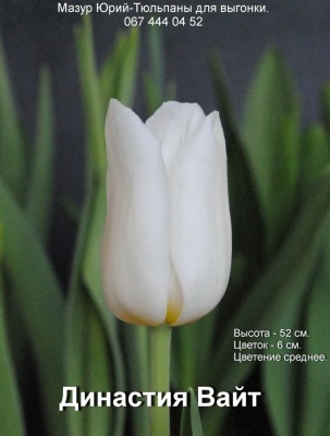 Династия Вайт