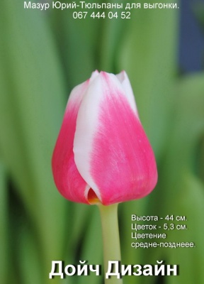 Датч Дизайн 