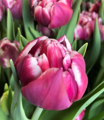 Донато /Donato/