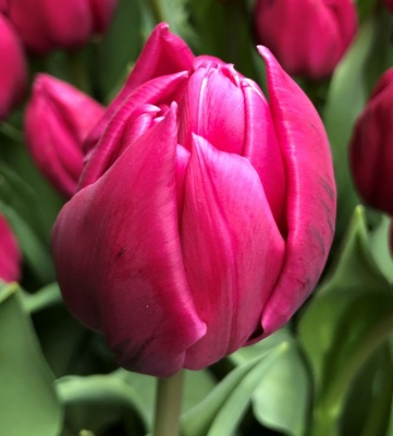 Дабл Принцес /Double Princess/