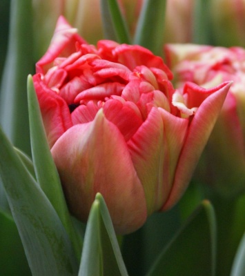 Дабл Твист /Double Twist/