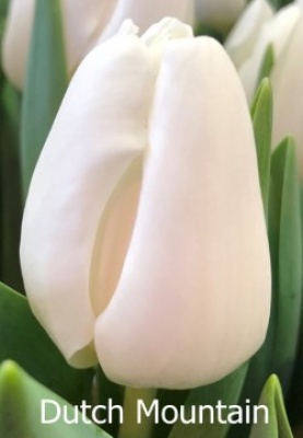 Датч Маунтин 'Dutch Mountain'