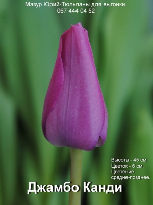 Джамбо Канди