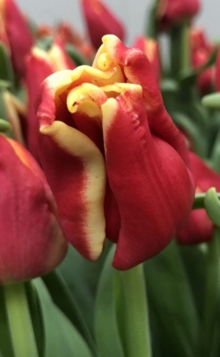 Элегант Краун 'Elegant Crown'