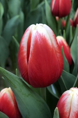 Энерджи фор олл /Energy 4 All/