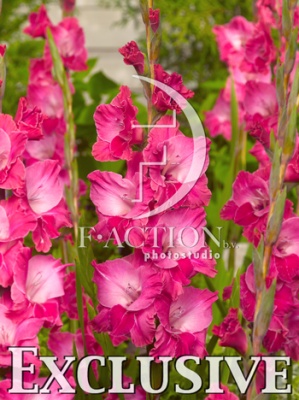 FAIRYTALE PINK
