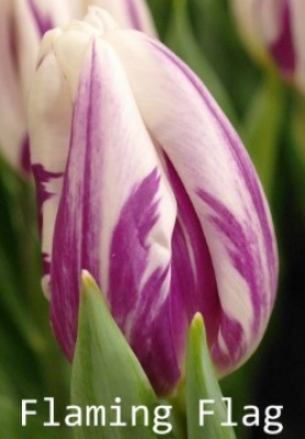 Флеминг Флаг 'Flaming Flag'