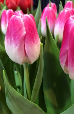 Флоренсе /Florence/