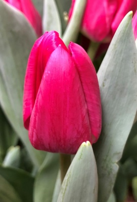 Галибиер /Galibier/