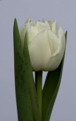 Галилео 'Galileo'