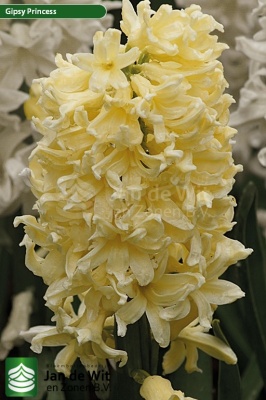 Гіацинт Джіпсі Прінцесс