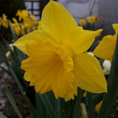 Голден Харверст