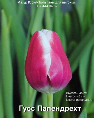 Гус папендрехт