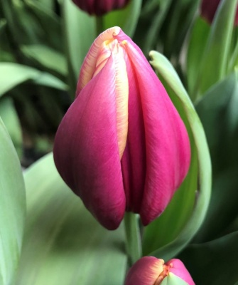 Хеви Дути /Heavy Duty/