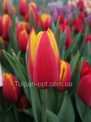 Илюзионист