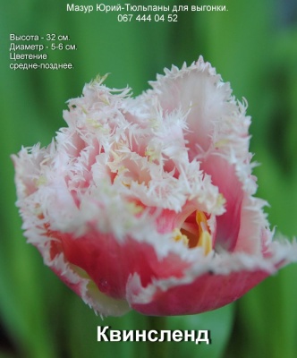 Квинсленд 11/12