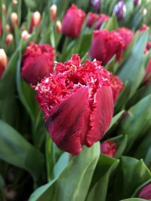 Ля Мур /La Mour/