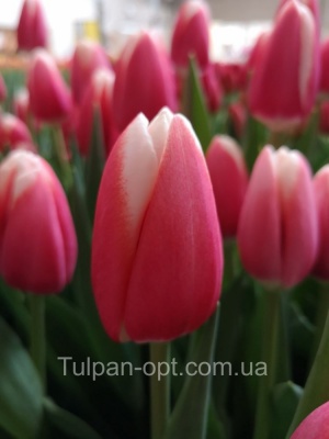 Лех Валенса 'Lech Walesa'