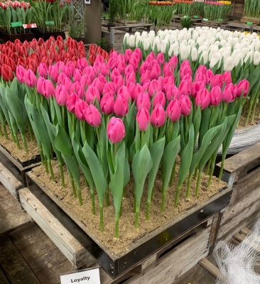 Лоялти Loyalty