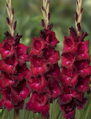 Mahler 'Махлер'