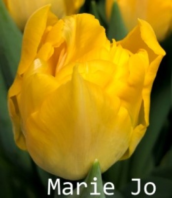 Мери Джо 'Marie Jo'