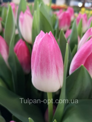 Мемфис Memphis