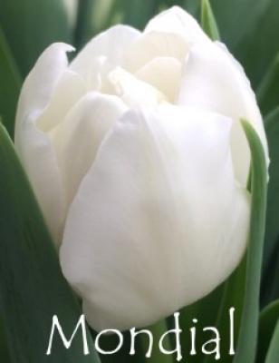 Мондиал 'Mondial'