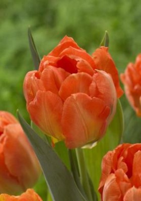 Монте Казино 'Monte Casino'