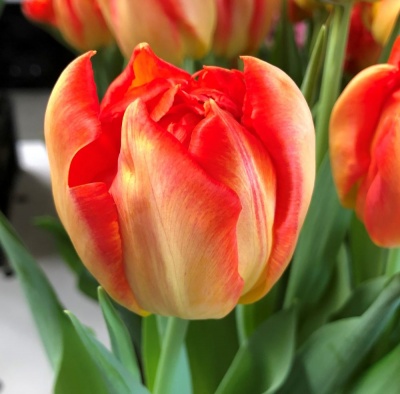 Монте Оранж /Monte Orange/