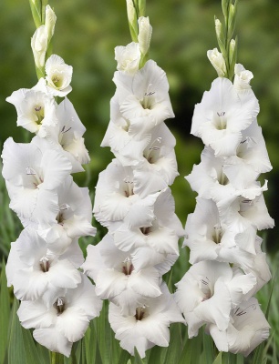 Mount Victoria 'Маунт Вікторія'