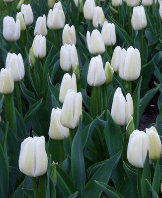 Мисс Медведева