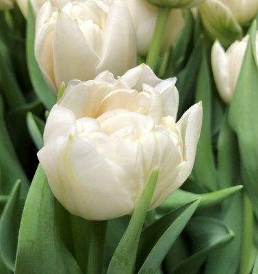 Норткеп /Northcap/