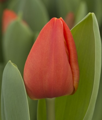 Оранж Шерпа 'Orange Sherpa'